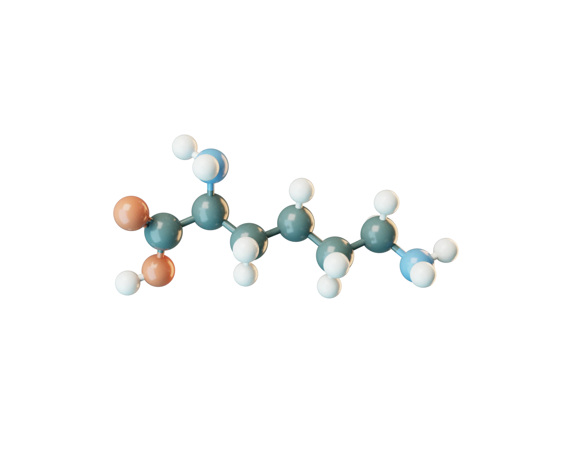 L-Lysine molecular model